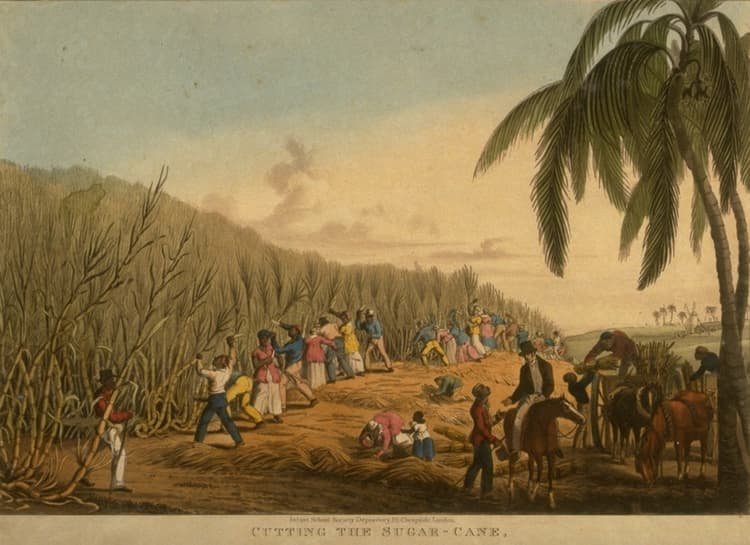 Sugar Cane Harvest, Antigua, West Indies 1823, 1826