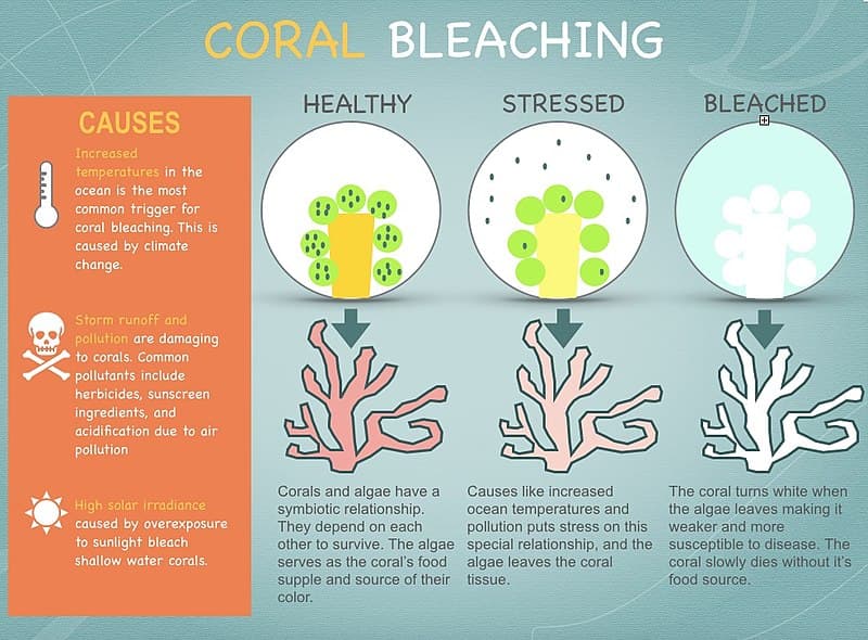 Coral Bleaching