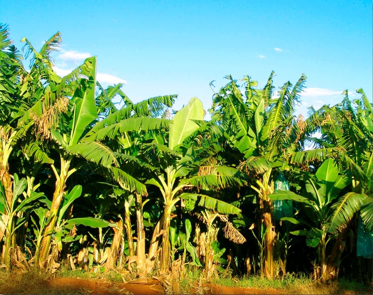 Banana Plantation