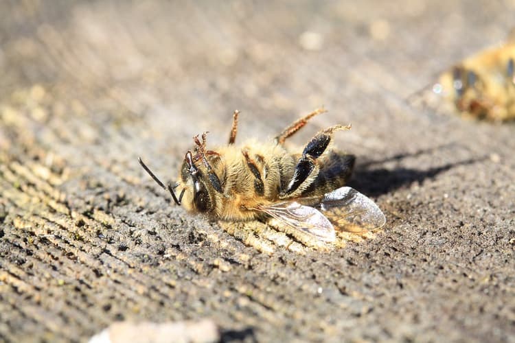 Bee Image