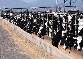 CAFO Image