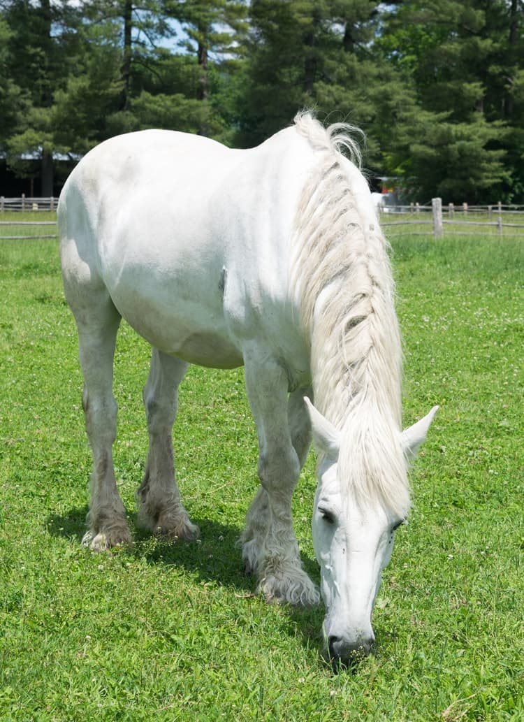 White Horse