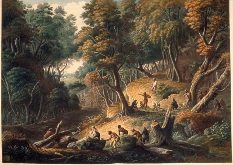 The Maroons in Ambush on the Dromilly Estate in the Parish of Trelawney, Jamaica by J. Bourgoin and J. Merigot, 1801